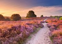 Ružová cesta 1000 dielikov