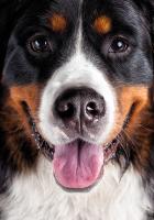 CHLUPATÝ PES 300 XL Puzzle NOVÉ