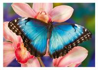 MOTÝL 500 Puzzle