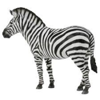 COLLECTA Zebra