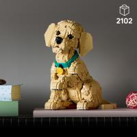 Šteňa zlatého retrievera