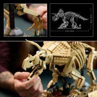 Dinosauří fosilie: Triceratops
