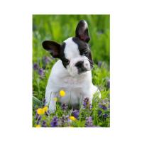 BULDOČEK A MAČIATKO 2x48 Puzzle