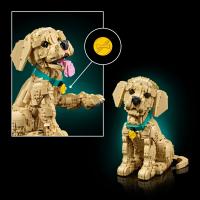 Šteňa zlatého retrievera