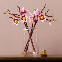 Větvičky magnólie