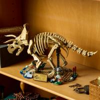 Dinosauří fosilie: Triceratops