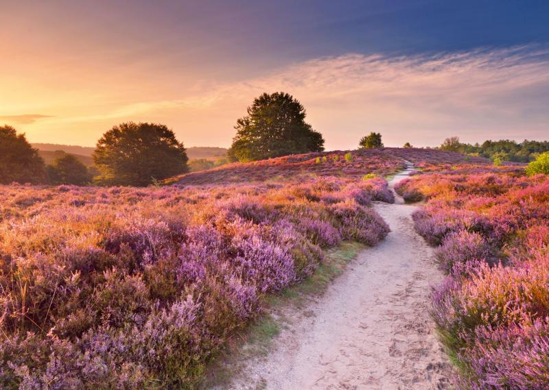 Ružová cesta 1000 dielikov